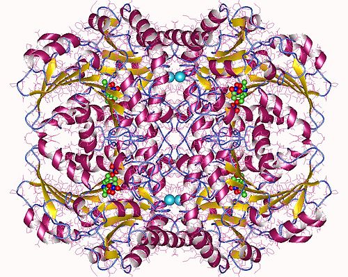 Cystathionine beta-lyase